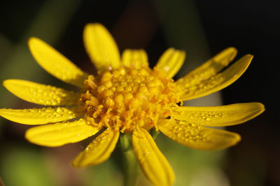 Close-up of yellow flower
