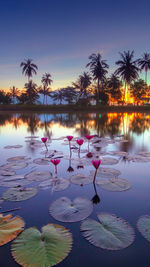 Lotus water lily flowing in lake against sky during sunset