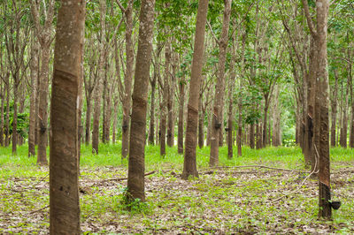 Trees in forest