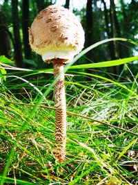 Close-up of mushroom growing on field