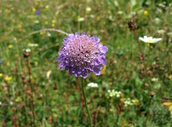 Close-up of purple flowers