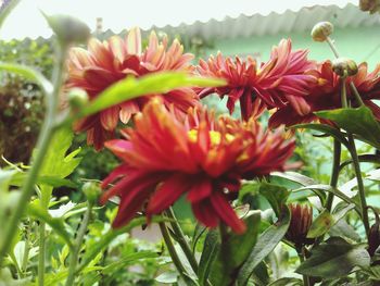 Close-up of red flowers