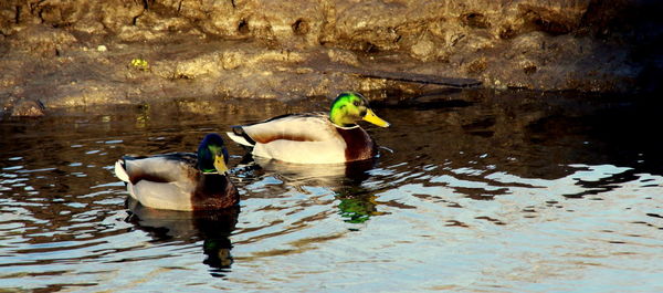 Duck swimming in a lake