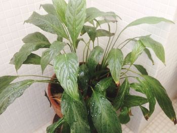 Plants growing on a wall