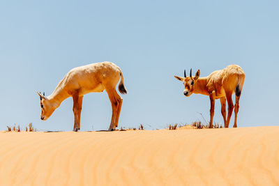 Flock of deer on sand