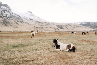 Cows grazing in a field