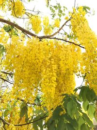 Low angle view of yellow tree against sky