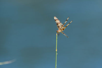 Close-up of spider on twig