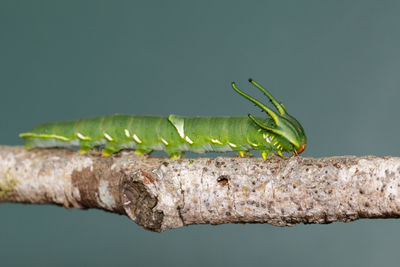 Close-up of insect on branch against green background