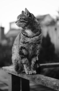 Close-up of a cat looking away