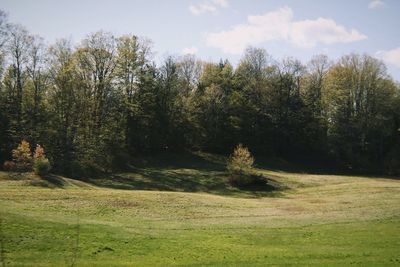 Scenic view of forest against sky