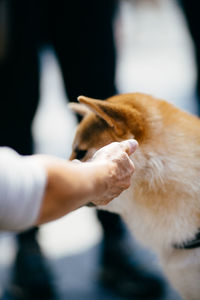 Close-up of a dog