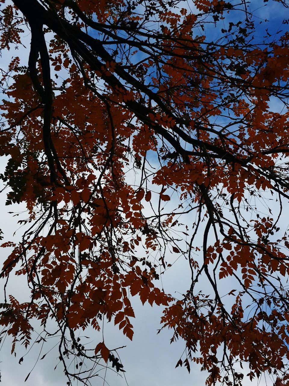 low angle view, tree, branch, autumn, growth, leaf, sky, nature, change, beauty in nature, tranquility, clear sky, season, outdoors, day, no people, scenics, high section, sunlight, orange color