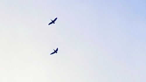 Low angle view of eagle flying against clear sky