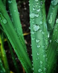 Close-up of water drops on blade of grass