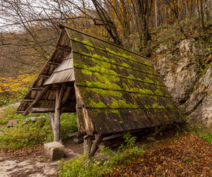 Old wooden structure in forest