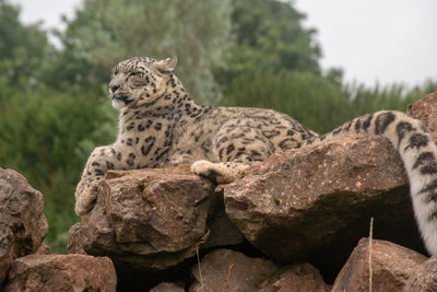 Cat relaxing on rock