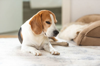 Portrait of dog sitting on floor at home