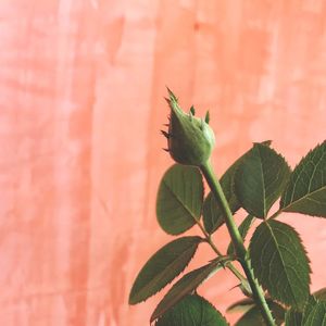 Close-up of bud against wall