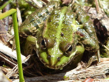 Close-up portrait of a frog