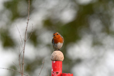 Close-up of bird perching on branch