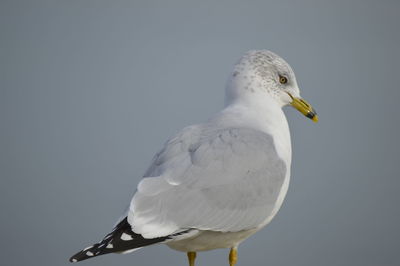 Close-up of seagull perching on pole against clear sky