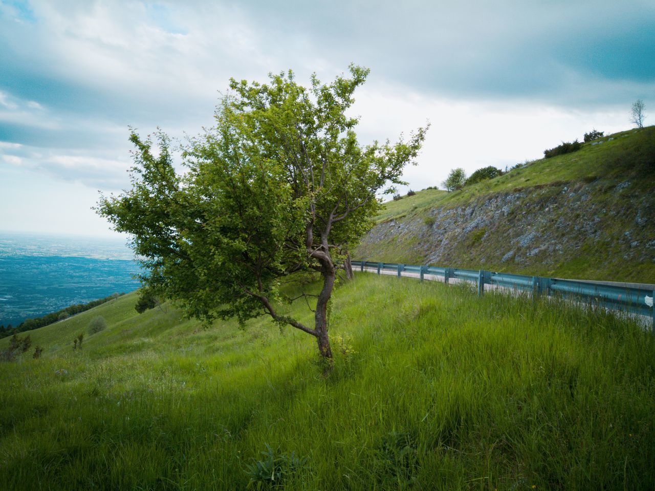 SCENIC VIEW OF TREES ON FIELD AGAINST SKY