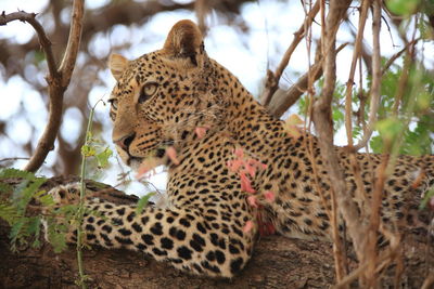 Side view of leopard resting on tree