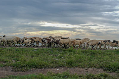 View of sheep on grassy field against sky