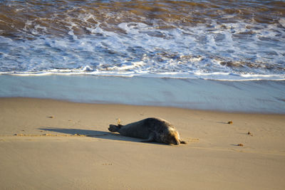 Grey seal on shore at beach