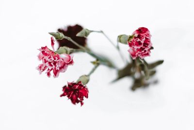 Close-up of red roses against white background