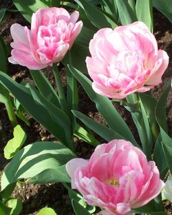 Close-up of pink flower