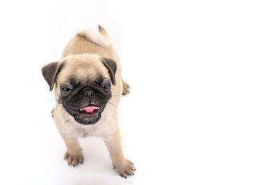 Portrait of a dog over white background