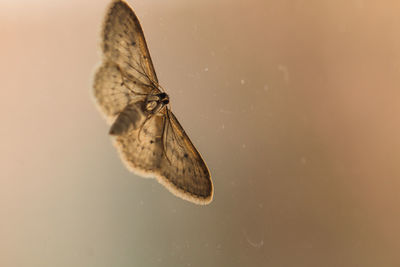 Close-up of butterfly flying