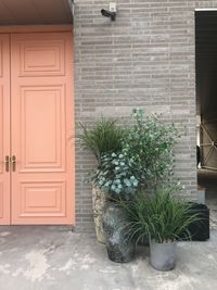 Potted plants on wall of building