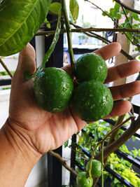 Close-up of hand holding fruit