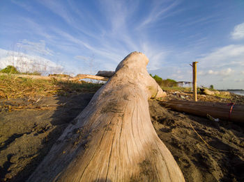 Driftwood on field against sky