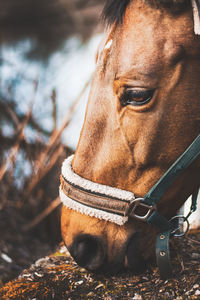 Close-up of horse