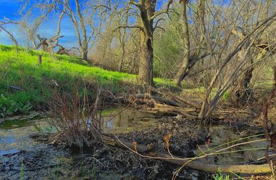 Scenic view of river in forest