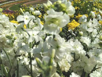 Close-up of white flowering plant