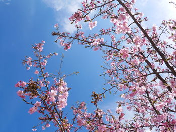 Low angle view of cherry blossoms against sky