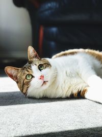 Close-up portrait of a cat