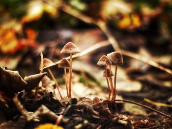 Close-up of mushroom growing on field