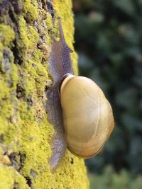 Close-up of fungus growing on tree trunk