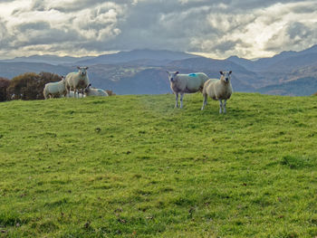 Sheep in a field