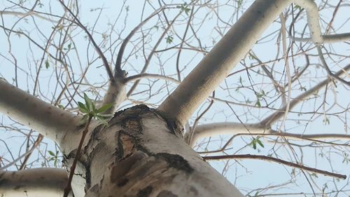 Low angle view of bare tree against sky