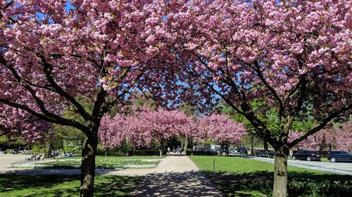 Cherry blossom tree in park