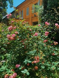 Pink flowering plants by house in yard