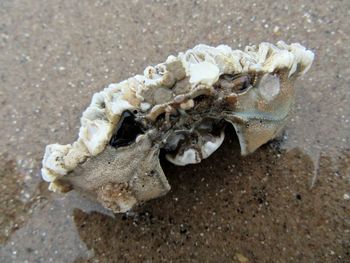 Close-up of crab on sand