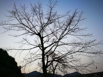 Low angle view of silhouette bare tree against sky